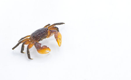 purple marsh crab - Sesarma reticulatum - is a crab species native to the salt and brackish water...