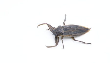 Uhlers giant water bug - Lethocerus uhleri aka Toe biter, electric light bugs, alligator ticks or fleas are the largest insects in the order Hemiptera. Isolated on white background with copy spaceの写真素材