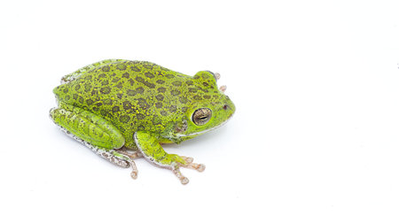 barking tree frog - Dryophytes gratiosus - is the largest species of tree frog endemic to the south...