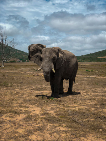 Lone Elephant in Africaの写真素材