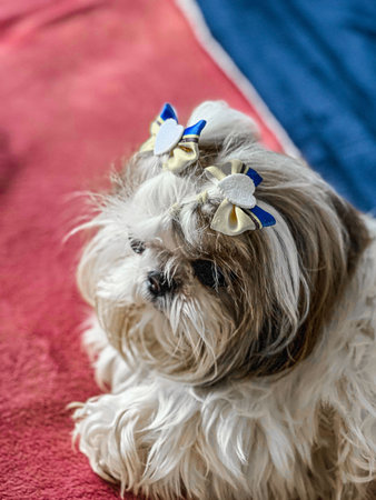 dog resting