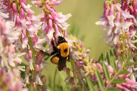 A bumblebee gathers pollen from pink flowers.の写真素材