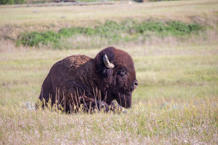An American bison lays alone in the grasslands of South Dakota.の写真素材