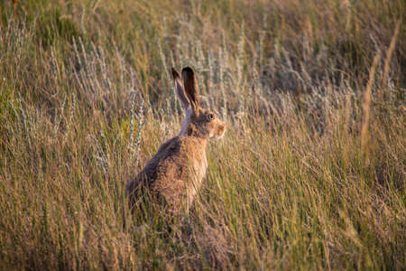 A jackrabbit sits in the dry prairie grass with ears alert for predators.