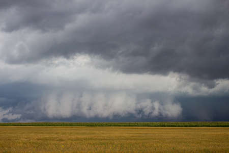 A supercell thunderstorm with a low hanging wall cloud looms on the horizon over a cornfield.の写真素材