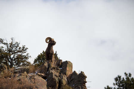 An adult bighorn sheep holds a majestic pose atop a cliff in the Rocky Mountains.の写真素材