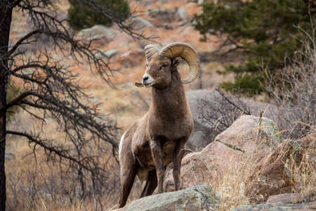 An adult bighorn sheep stands on a boulder while chewing on a piece of grass.の写真素材