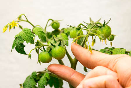 A personâs hand reaches for a green cherry tomato growing in an indoor garden.の写真素材