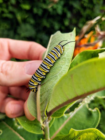 A monarch butterfly caterpillar on a milkweed plant leaf held by a person's hand.の写真素材