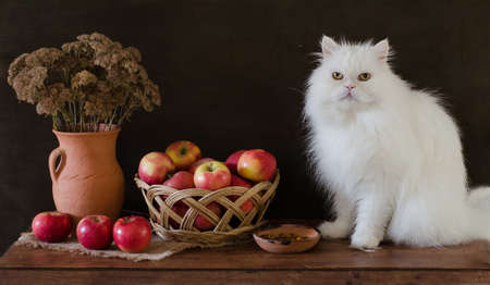 White Persian cat and a basket of applesの写真素材