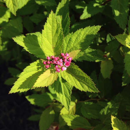 Pink blooming flowers illuminated by sunlight and surrounded by green leaves. 