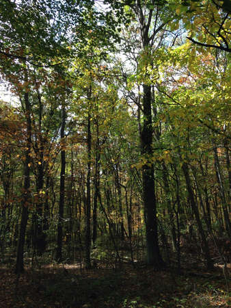 Beautiful forest landscape. 