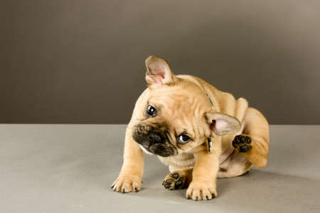Adorable six week old French bulldog puppy, wearing a collar looking at the camera, scratches his ear. Indoor studio shot with gray backgroundの写真素材