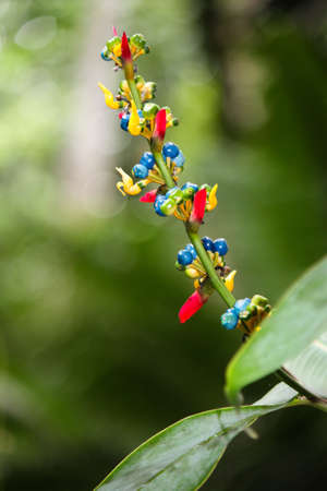 Heliconia variety found only in mature forest Brightly coloured flowers and berries of blue red,...
