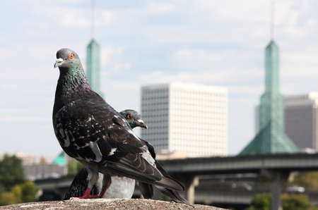 Pigeons perch in the foreground of a Portland cityscapeの写真素材