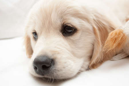 10 week old Golden retriever pup flops down on the couch for a rest before causing some more miscief. の写真素材