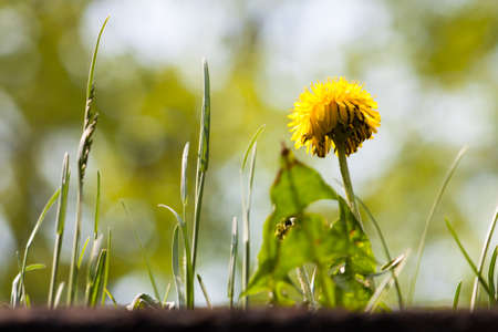 Looking up at a mature yellow dandilion and some unkept grass against a softly blurred background of trees and blue sky.の写真素材