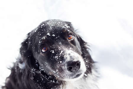 A sad balck and white dog in the snow looks up at the cameraの写真素材