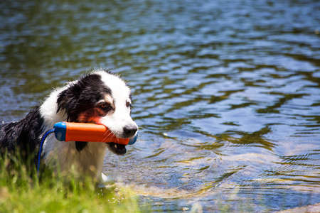 a dog emerges from the pond with a water toyの写真素材