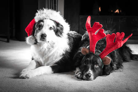 Two Astralian Shepherd dogs dressed for Christmas in Santa hats and antlers lay by the firplace.  Selective colour.の写真素材