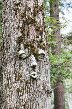 time for a facelift?  If the tree could talk, I wonder what it would say.