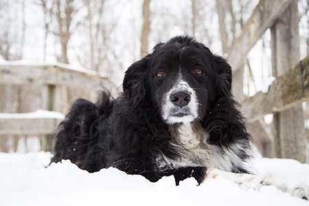 A black tri colored Australian shepherd dog laying in the snow looking into the cameraの写真素材
