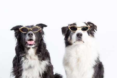 Two cool characters. Australian shepherd dogs の写真素材