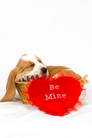 Basset hound puppy sleeping in a basket with a red be my valentine heartの写真素材