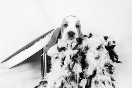 black and white of a basset hound puppy poking it's head out from a hat boxの写真素材
