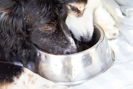 Two dogs pushing to share drink from a steel bowl after a hot summer walkの写真素材