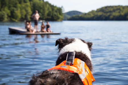 focus on dog wearing a life jacket watching swimmers on raft. Protection for aging or nervous dogs reduces stress for dog ownersの写真素材