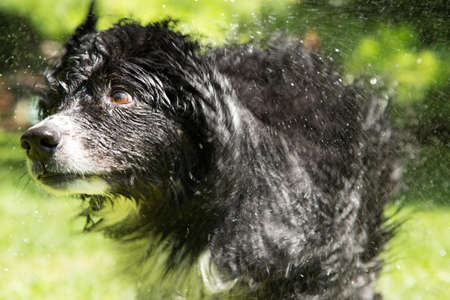 furry black dog shaking off the water from his summer bathの写真素材