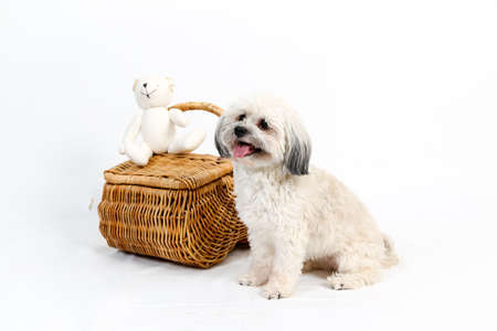 Fluffy white Havanese dog sitting beside wicker picnic basket on white backgroundの写真素材