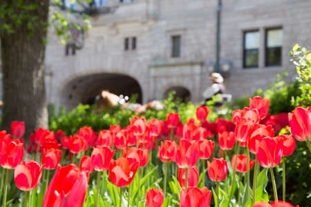 Tulips in the foreground with a horse and carriage in the background in front of historic Chateau Frontenac in Quebec Cityの写真素材
