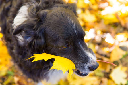 a dog plays in the colorful fall leaves and carries one in his mouthの写真素材