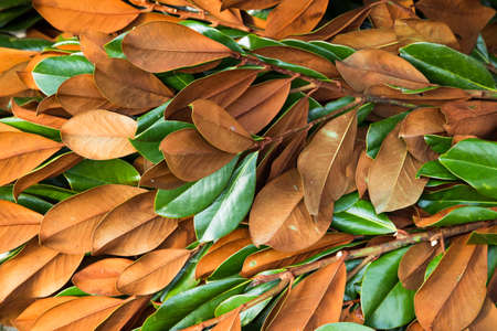branches of magnolia leaves used for making fresh natural Christmas arrangementsの写真素材