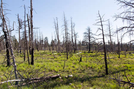 In Bryce Canyon National park, dead burnt trees reach up into the blue sky, in contrast to the soft greenery that has formed on the forest floor as it begins the rejuvenation process that takes place after a wildfire or controlled burnの写真素材
