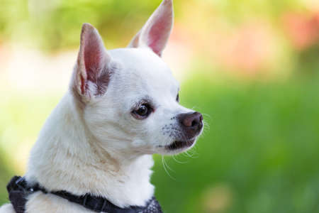 small white toy breed chihuahua sits up on alert watching for intruders as he guards his yardの写真素材