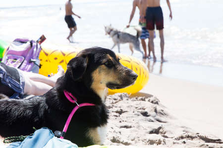 dog laying on the beach watching other dogs playing in the background at the Pinery Provincial park...