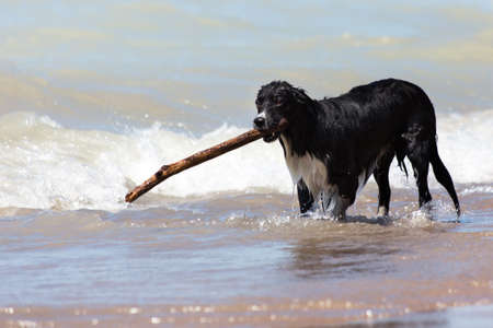 This dog loved the water chasing sticks and swimming in and out all afternoon at the Pinery dog beach in Grand Bend Ontario Canadaのeditorial素材