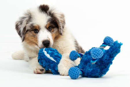 12 week old Blue Merle Australian Shepherd puppy on white backgroundの写真素材