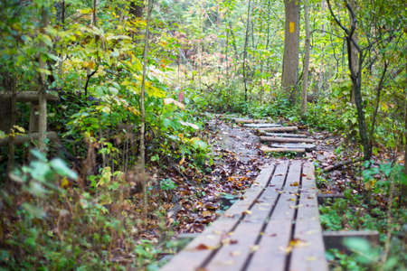 wood boadwalk in the Medway Heritage Forest