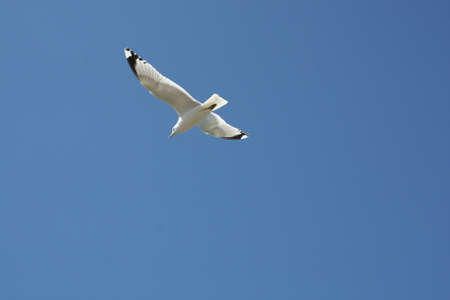 Seagull In Flightの写真素材