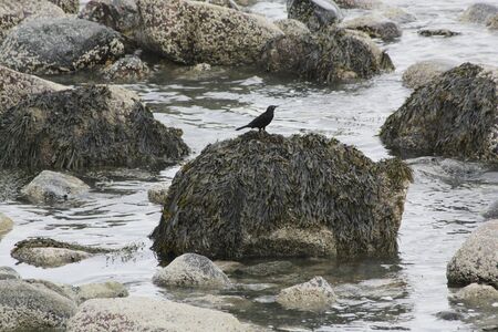 One Lonely Seabird On An Ocean Rock