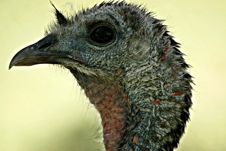 Wild Turket Head Profile Pictureの写真素材