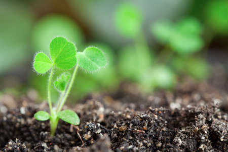 Close-up of young little sprouts in soilの写真素材