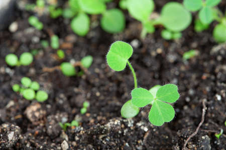 Close-up of young little sprouts in soilの写真素材