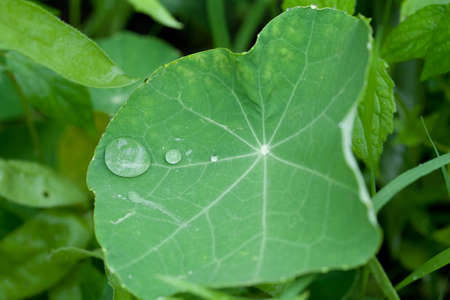 Drops of water on leafの写真素材