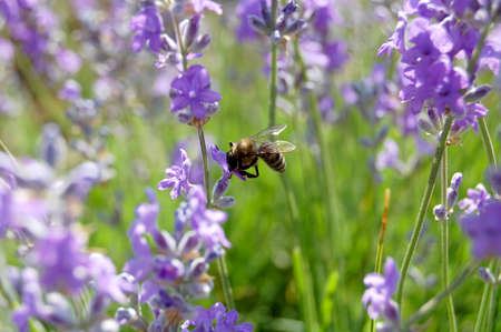 bee gathers nectar from the flowers of lavender