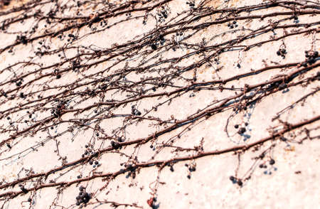 Clambering plant Parthenocissus - Virginia creeper - berries and dry vines on gray concrete wall in late autumn. Abstract floral background.の写真素材
